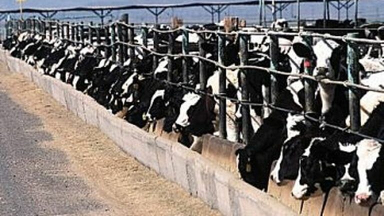 Monday Must Reads: Governor Signs Livestock Antibiotics Ban; Brown Vetoes Family Leave Bill