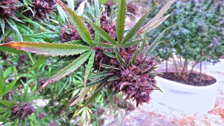California Reacts to New Medical Cannabis Regulations