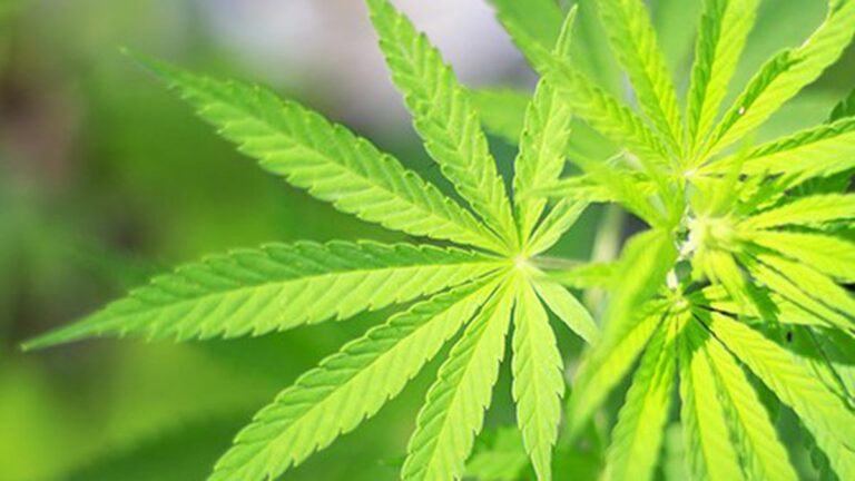 Oakland’s Big New Pot Plan