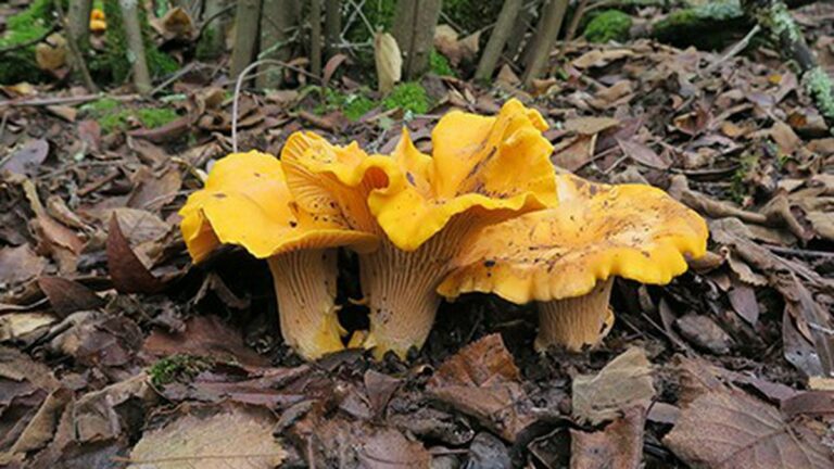 Winter Is Mushroom Season