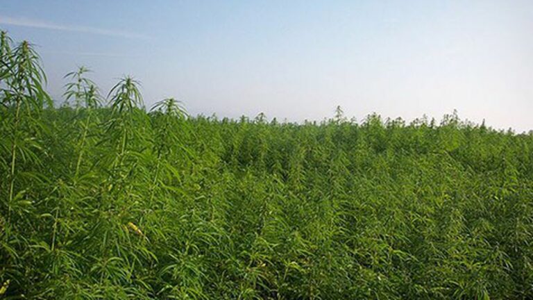 A Rash of Medical Pot Bans