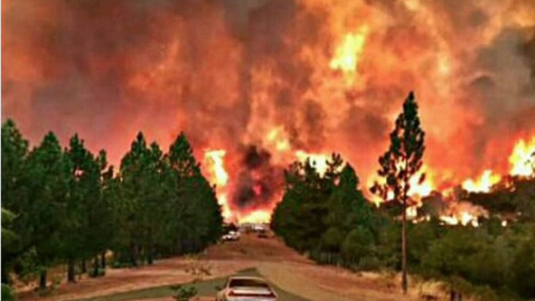Fire-Ravaged Californians Get Help From Magnolia Wellness and Bloom Farms