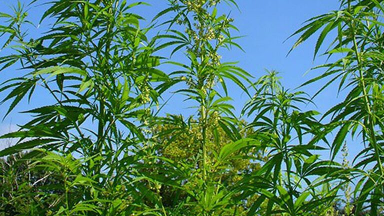 The Legalization Nation Index