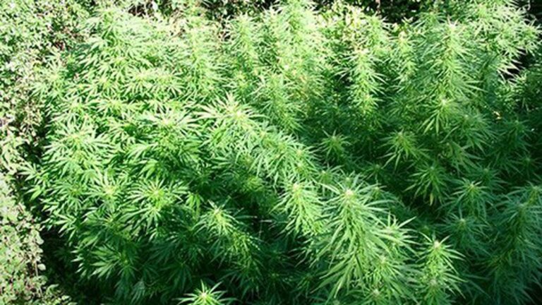 Alameda County Fast-Tracks Medical Pot Ban