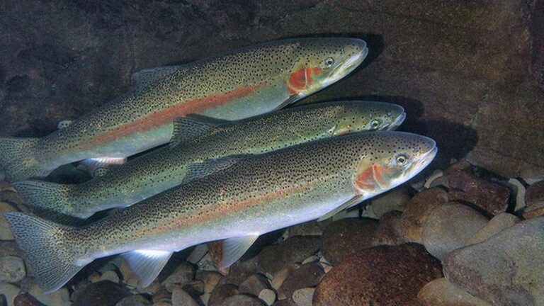 Steelhead Trout Return to Lower Alameda Creek