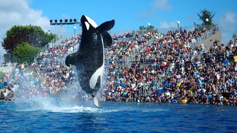 Friday Must Reads: Oakland Homicides Plummet; BART Line Shut Down Indefinitely; SeaWorld Ending Orca Shows