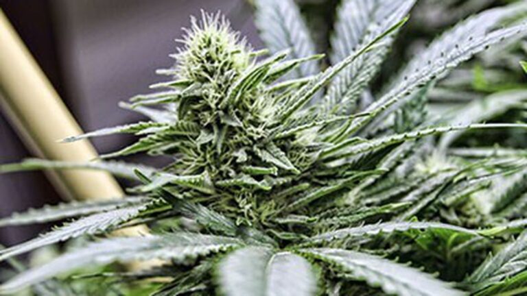 Town Business: Medical Weed Boom; Hotel Minimum Wage Controversy; Bicycle Master Plan