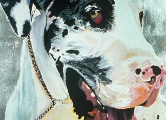 Seven East Bay Holiday Gift Ideas … For Your Pets and Pet-Loving Friends