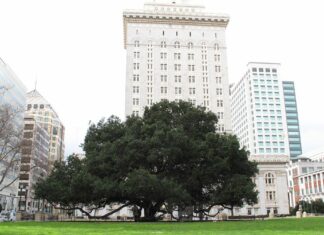 Oakland’s Most Iconic Tree Is Named After A Socialist Firebrand: Jack London (Of Course)