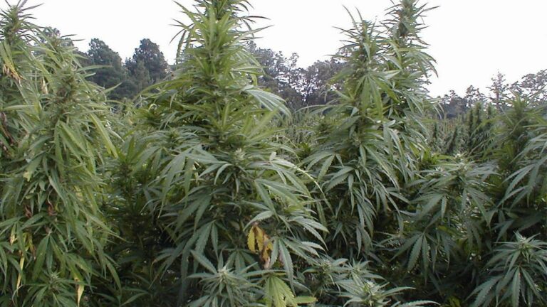 What Will be the Fate of Underground and Black Market Pot Farmers in California?