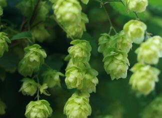 The Dating Game: Stop Fretting About Extremely Fresh Beer and Just Drink It