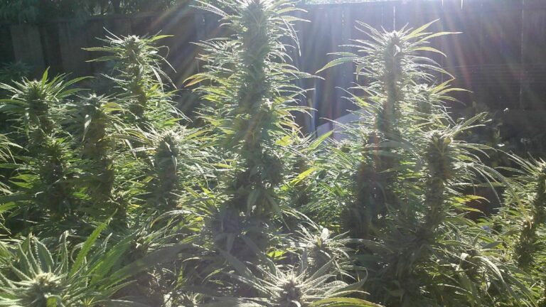 Warrantless Medical Marijuana Raids Unconstitutional, Federal Judge Finds