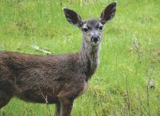 When Bambi Invades