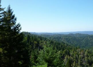 A Model Forest?