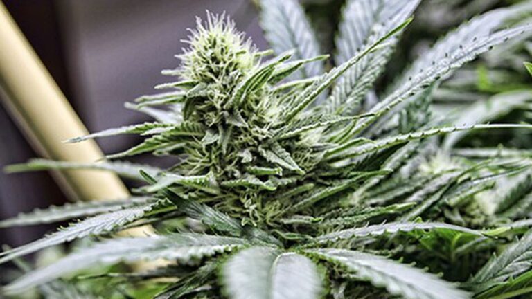 California’s Legalization Quagmire