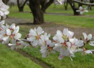California’s Thirsty Almond Acreage Grows By 150,000 Acres During Record Drought