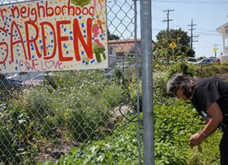 Confusion Reigns Over Oakland Urban Gardens