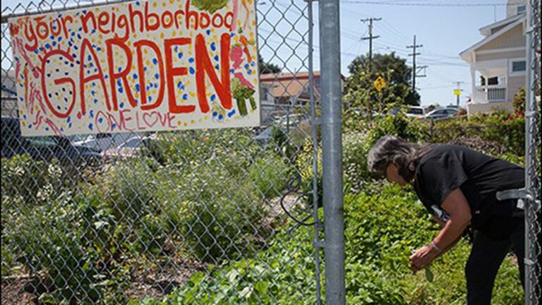 Confusion Reigns Over Oakland Urban Gardens