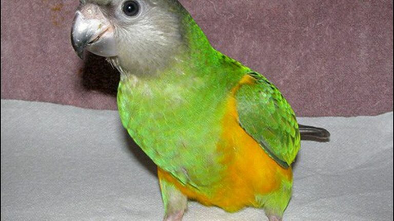 Euthanized No More