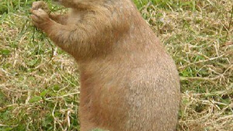 Faxploitation: Phil Gets Punxed By Prairie Dogs