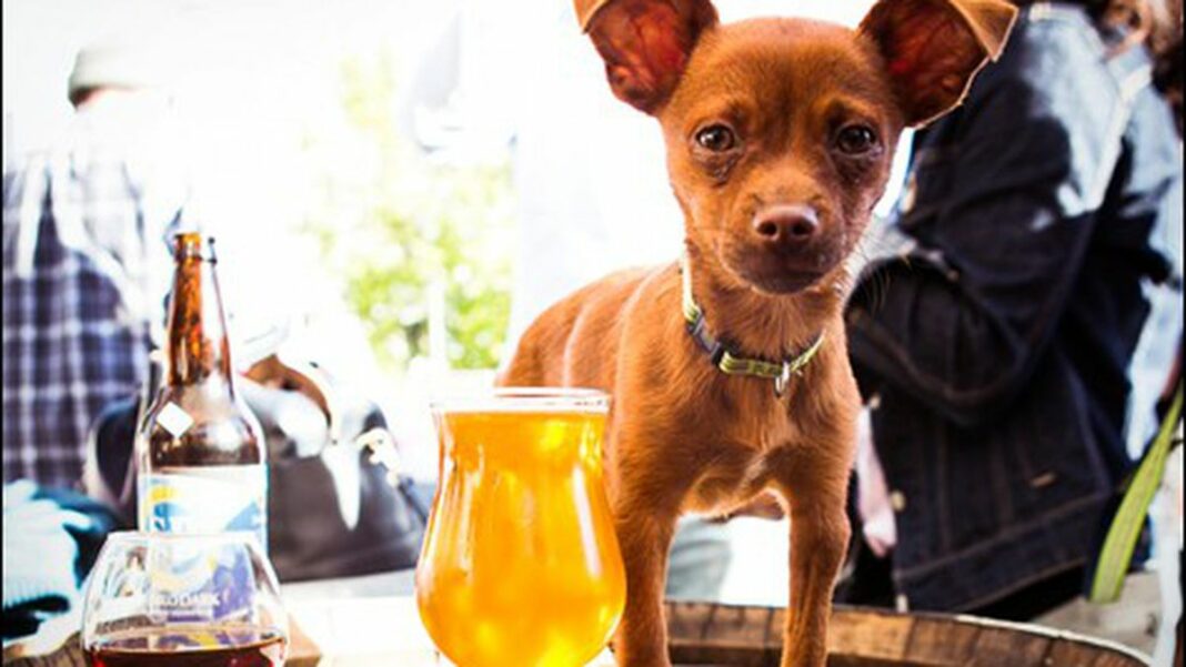 Five DogFriendly Bars and Restaurants in the East Bay  East Bay