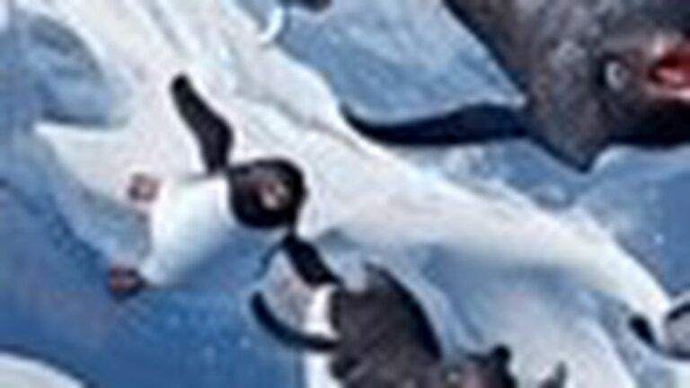 Dance of the Penguin