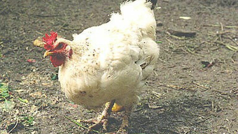 Hoffman Flying the Coop in SF May be Good News for the East Bay