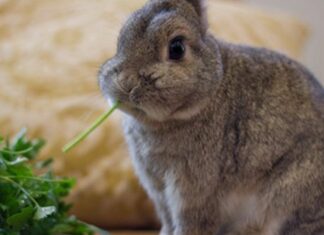 Home Is Where the Bunny Is