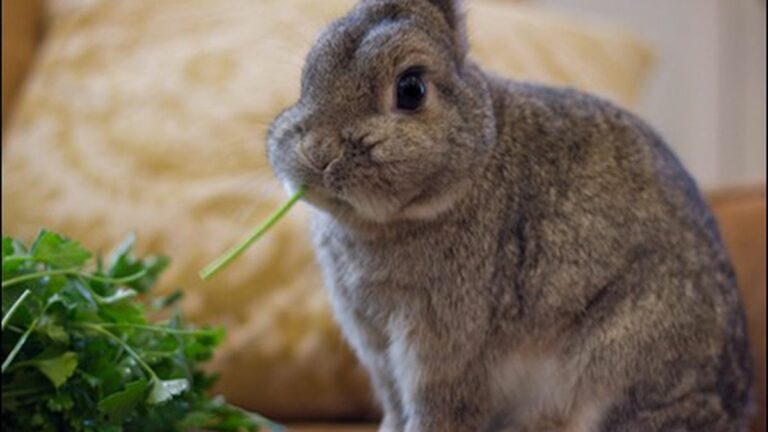 Home Is Where the Bunny Is