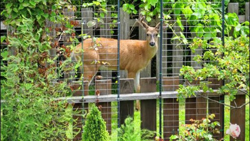 How to AnimalProof Your Garden East Bay Express Oakland, Berkeley