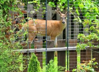 How to Animal-Proof Your Garden