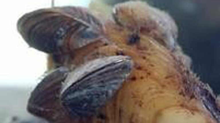 Invasion of the Killer Mollusks