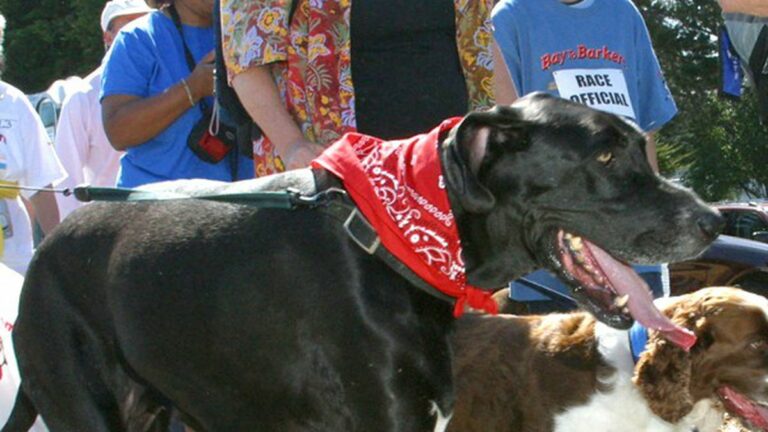 Berkeley East Bay Humane Society Holds Fifteenth-Annual Bay to Barkers