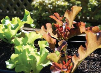 Depression Gardening