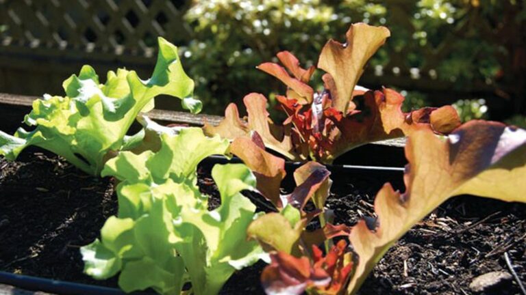 Depression Gardening
