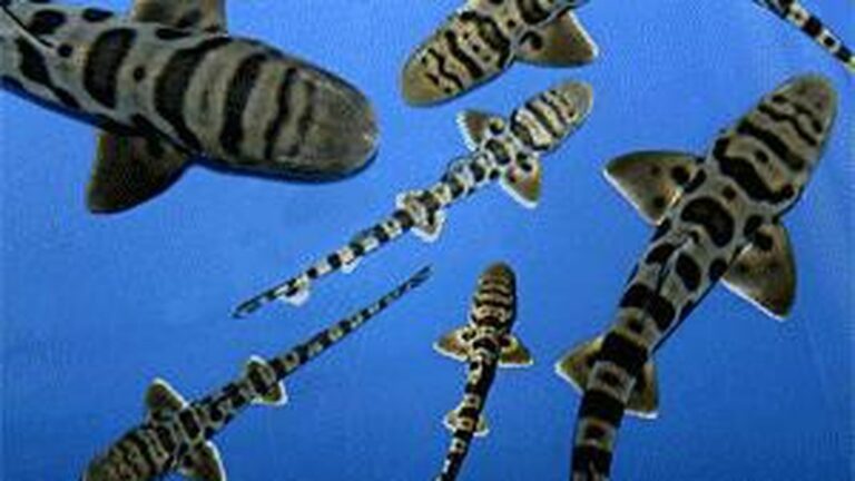 Moonies Pay $500,000 to Avoid Shark Prosecution