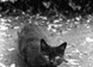 The Catfields and the McCoys