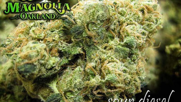 New Oakland Dispensary Magnolia Wellness Is Open