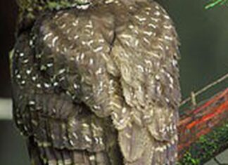 Environmentalists Challenge Nonprofit’s Logging Plan