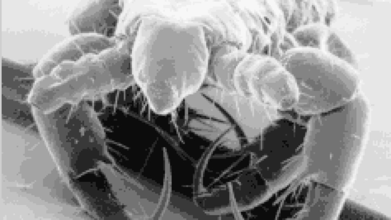Oakland Schools Welcome Lice with Open Arms