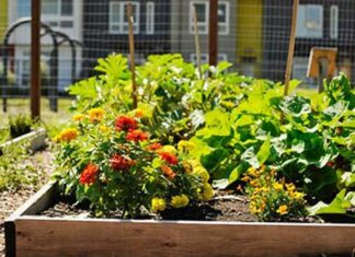 Oakland Slow to Okay More Public Urban Gardens