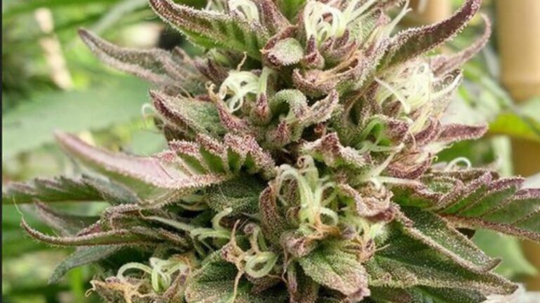 Pot Farmers In Fresno Overgrowing the Government Pot Farmers In Fresno Overgrowing the Government