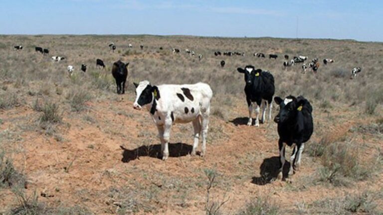 Green Washing the Milk