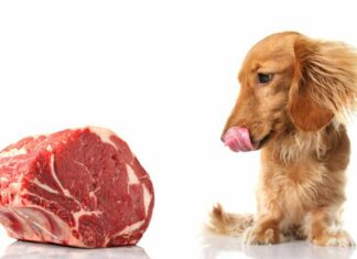 Raw Pet Food Diets on the Rise