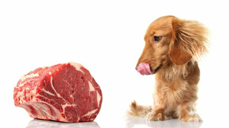 Raw Pet Food Diets on the Rise