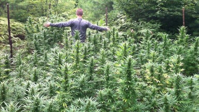 Rolling Stone on ‘America’s Insanely Baked Future’