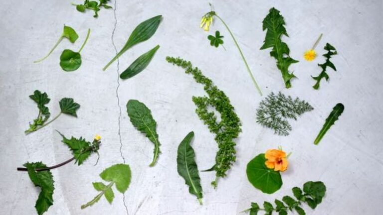 Slinging Weeds: Wild Food Week