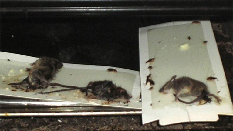 The Tenants’ Friend
