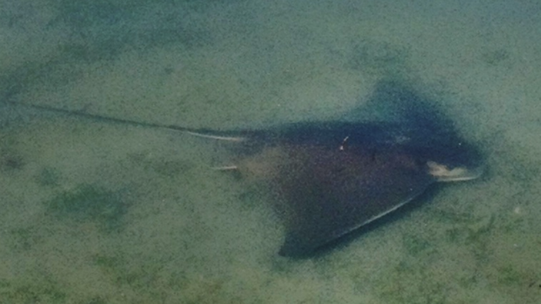 Stingray Spotted in Lake Merritt!