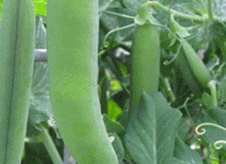 Vegetable Gardening for Dummies